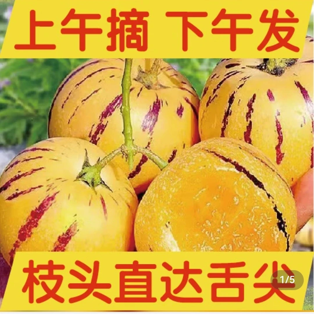云南石林树上熟黄肉圆果果新鲜清甜多汁应季水果