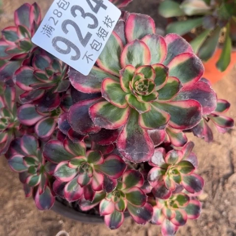 9234多肉法师锦香丽