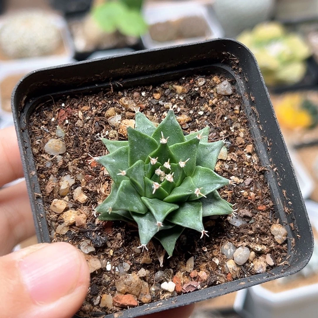 无花朵帝冠实生球一颗