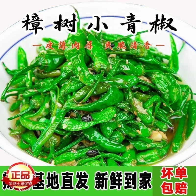 新鲜露天樟树品种小辣椒现摘新鲜辣椒青椒薄皮中辣