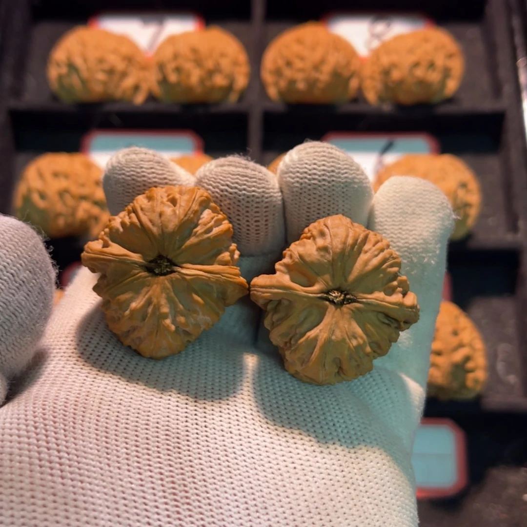 ?秦皇岛山地果全品—02