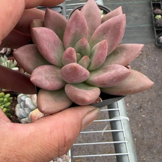 529赫菲斯托一物一拍多肉