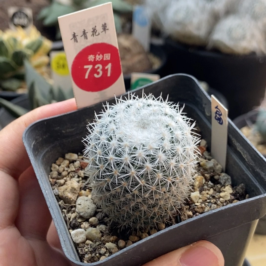 实生敷岛3.4cm一棵