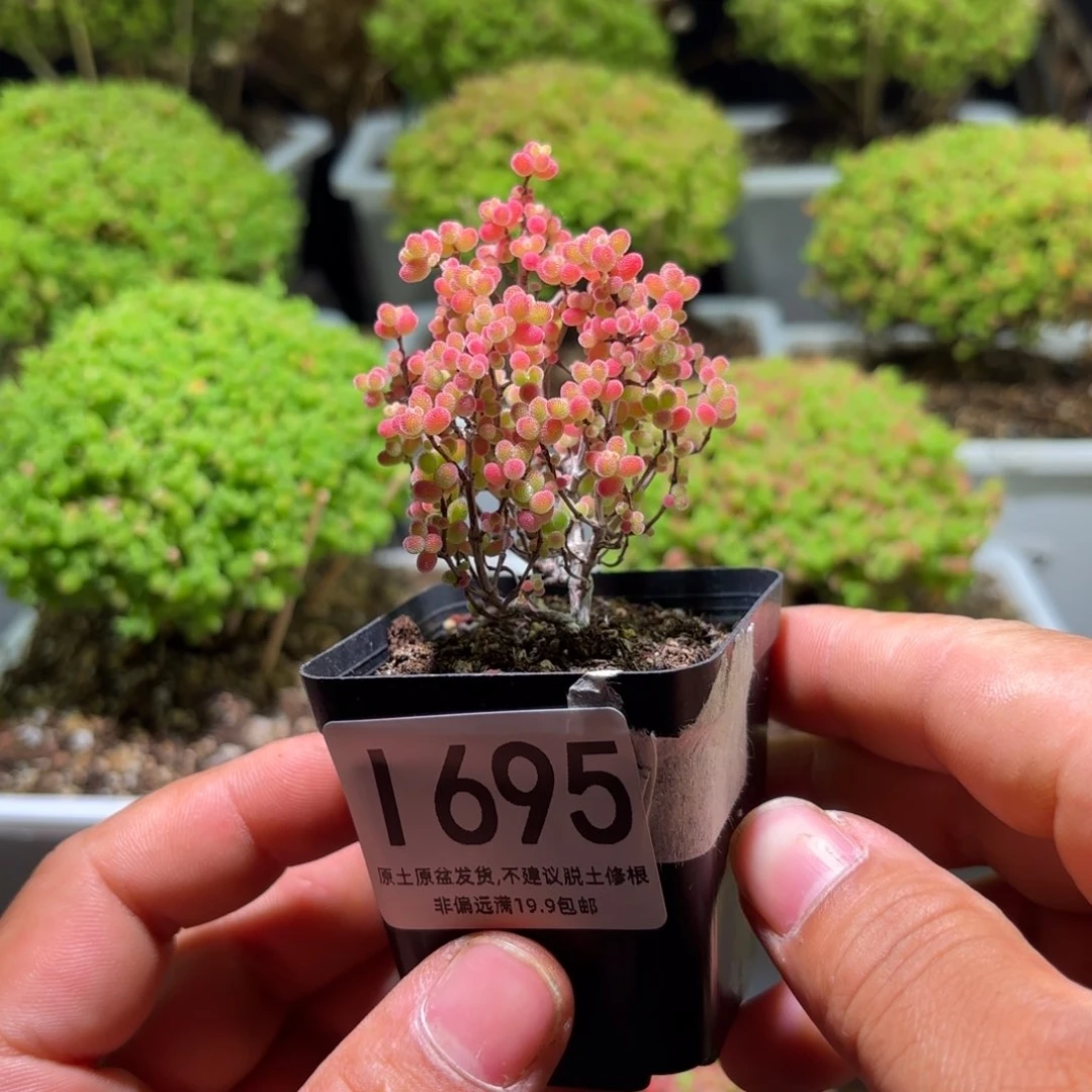 枝干番杏蜜橘糖球L695