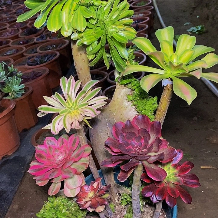 碧螺春多肉植物法师