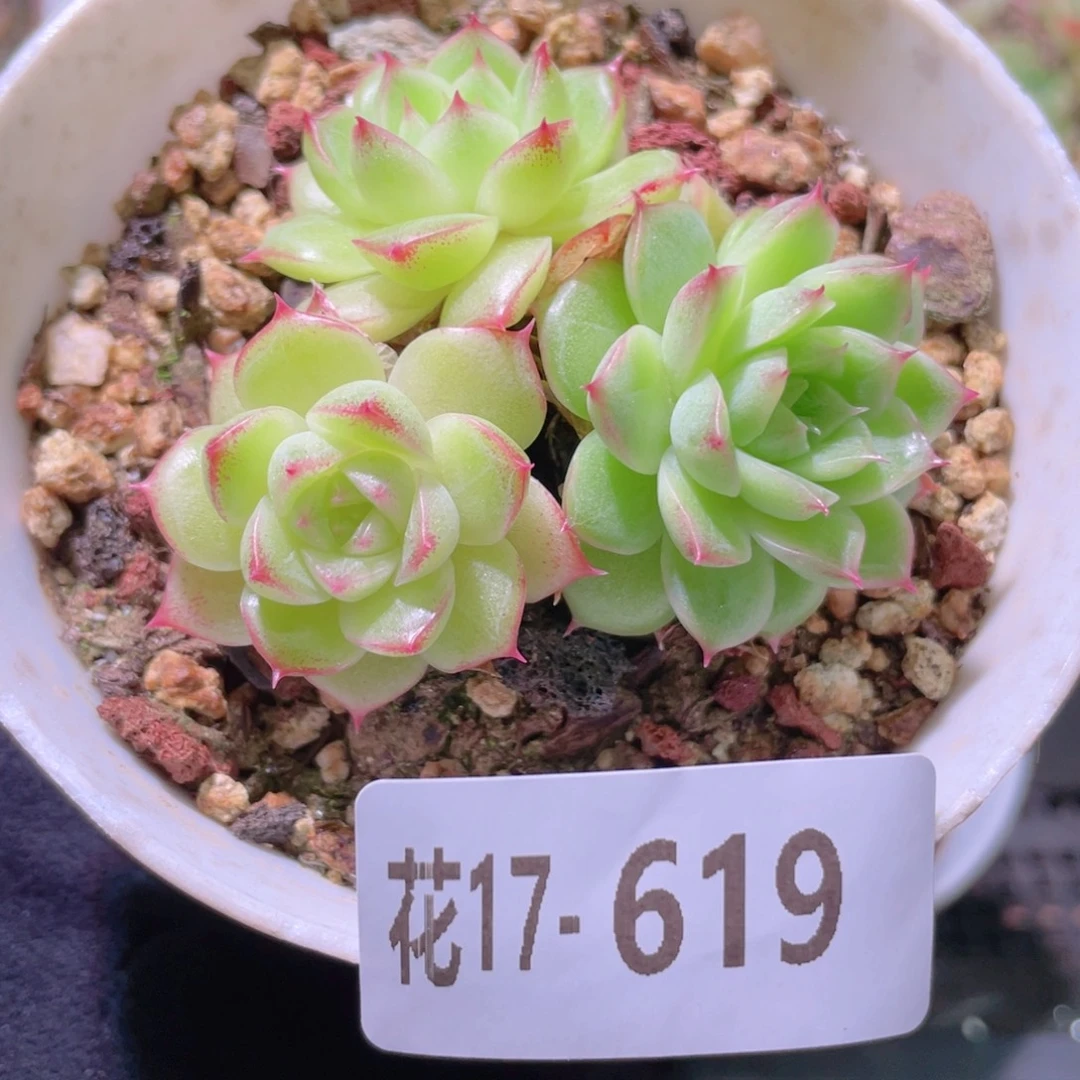 花利美17-619麦秆