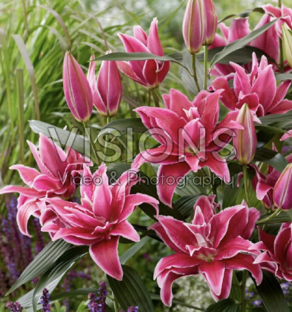 【种业塔比莎】云南基地百合花鲜花瓶插水养香水重瓣百合室内鲜切花