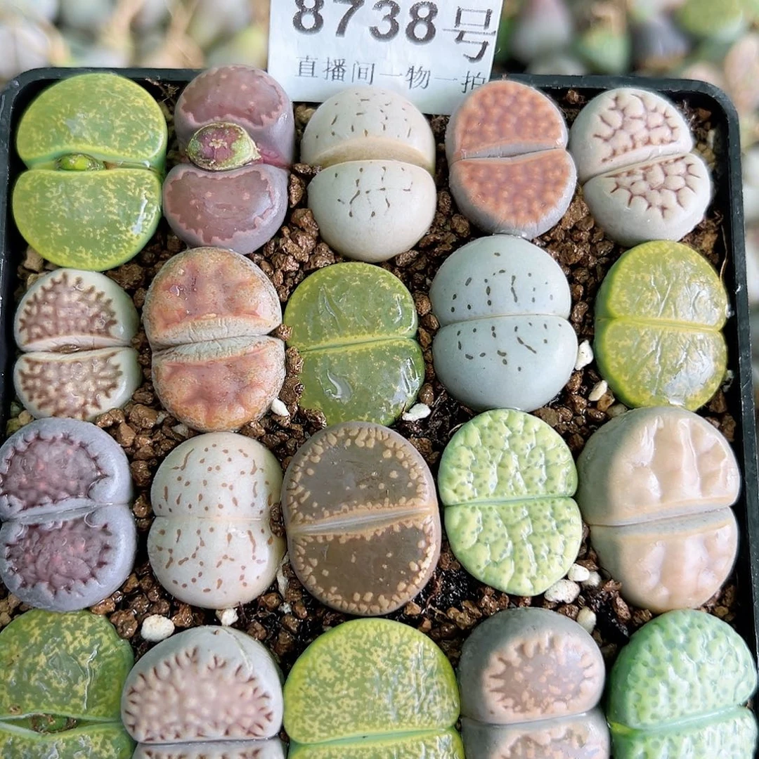 8738 好养易活生石花大母本10cm盆