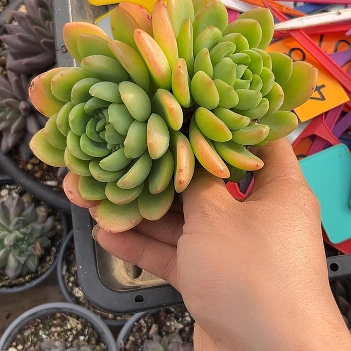 多肉植物猫眼美人964