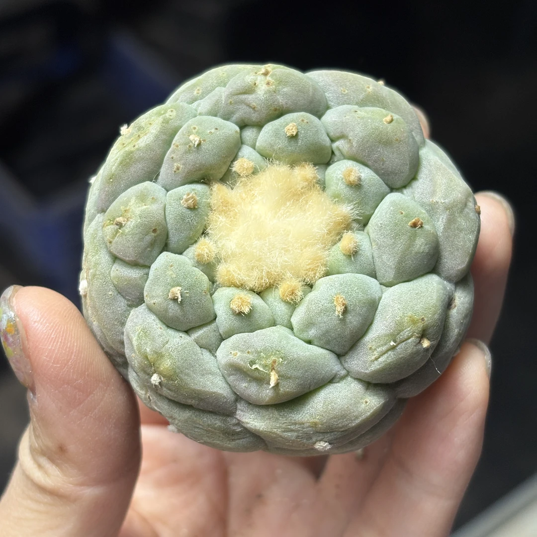 仙人球 有根点 一物一拍 059