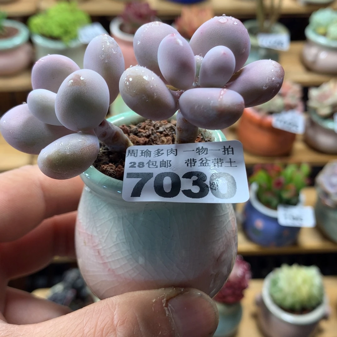 精控多肉植物7030