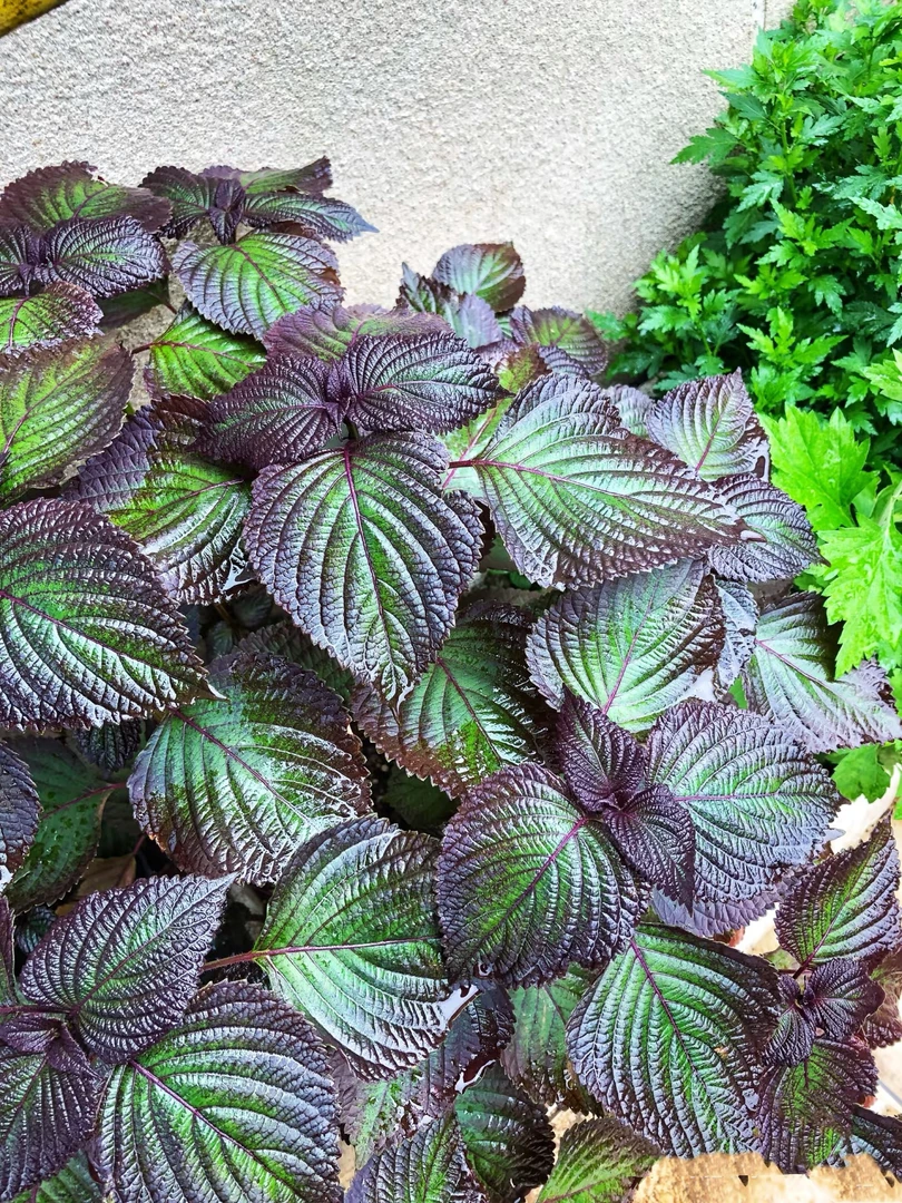 老品种紫苏种子紫苏籽种子香菜种紫苏盆栽阳台苏子粒