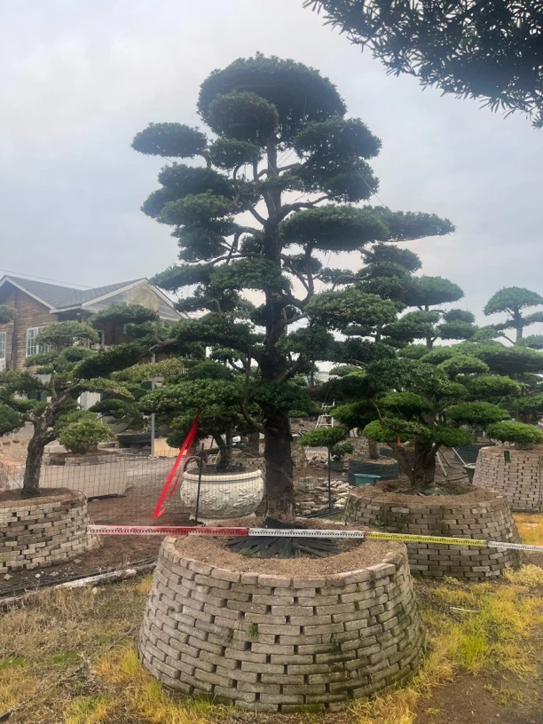 罗汉松批发直销基地