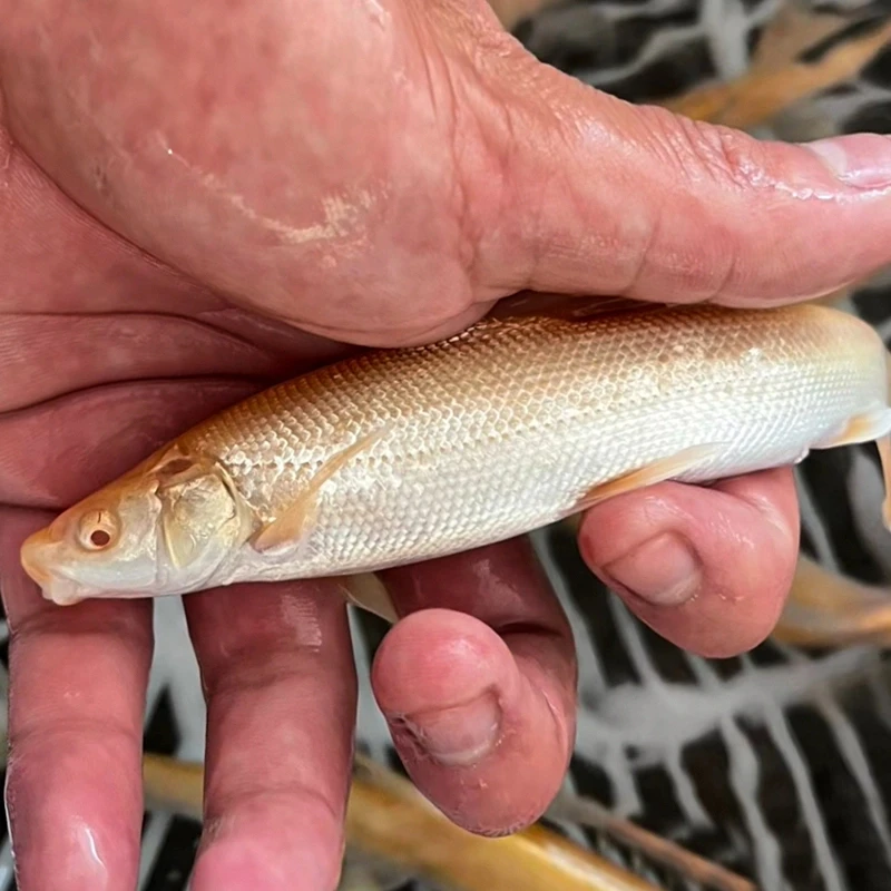 四川红色银鳕鱼 每条7g左右 生态养殖