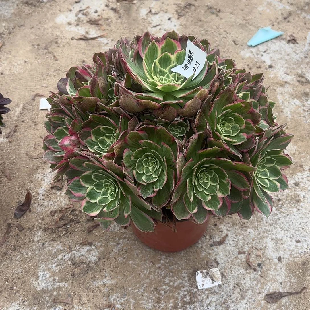 孔雀翎多肉植物手捧821