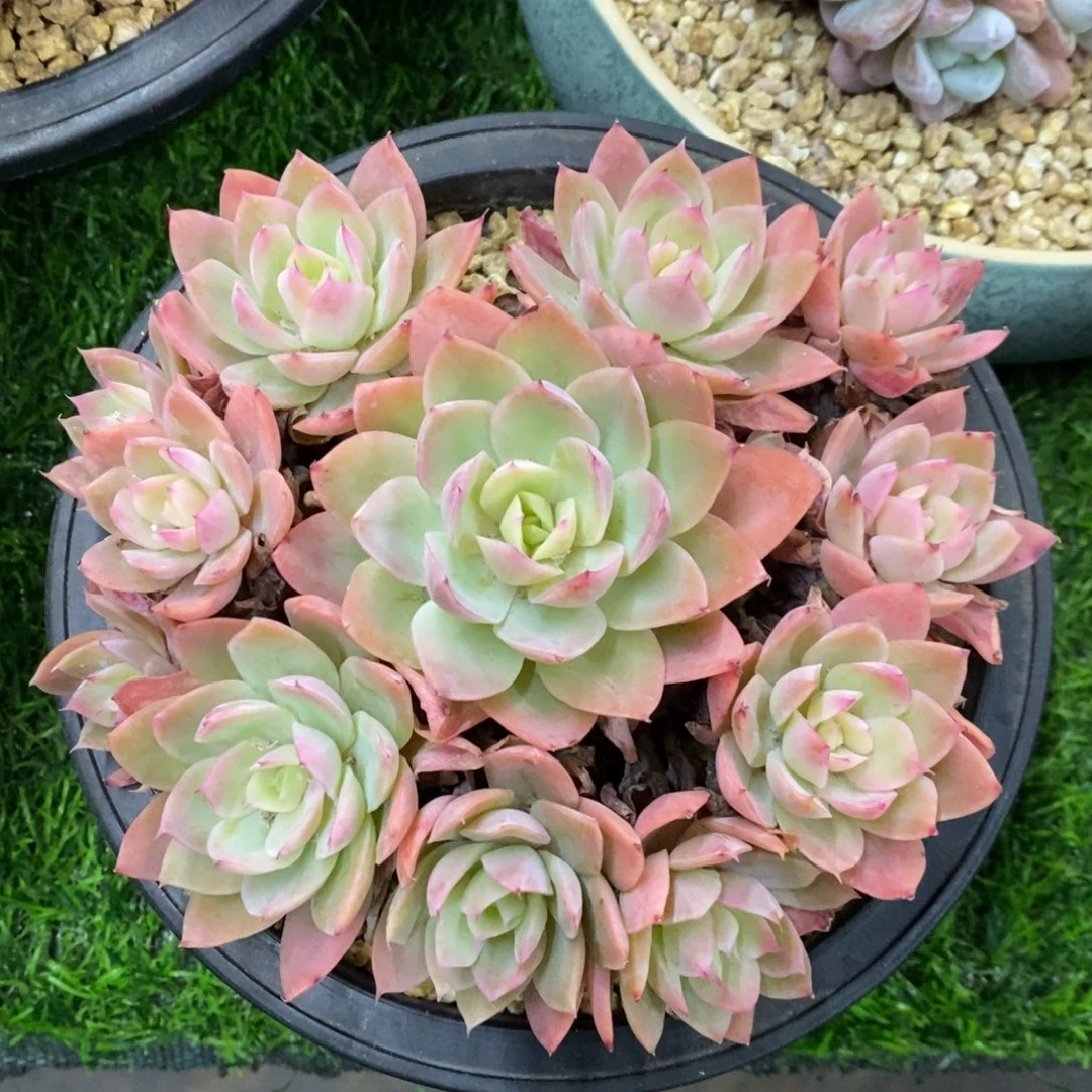 丝绸面纱 一物一拍