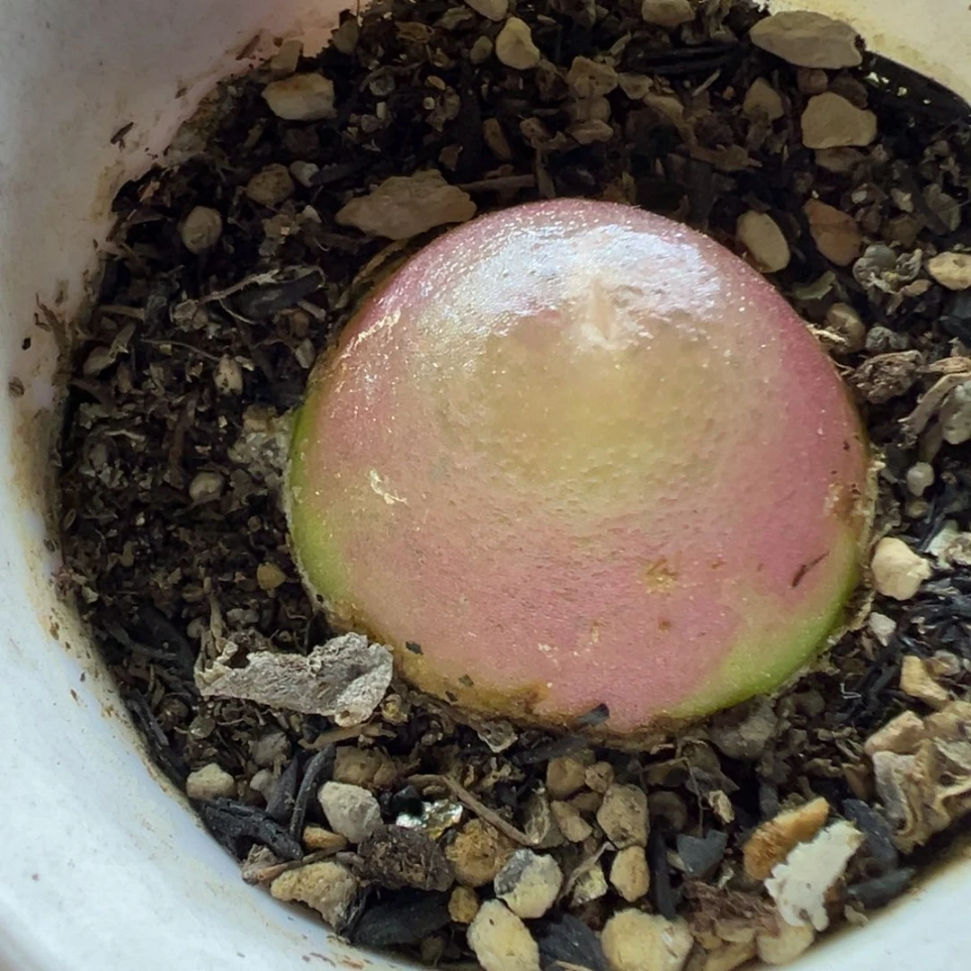 093灯泡带盆土发货