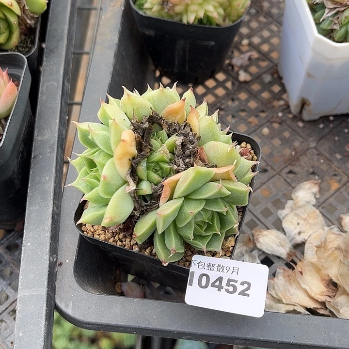 阿雅园艺。         452麦秆