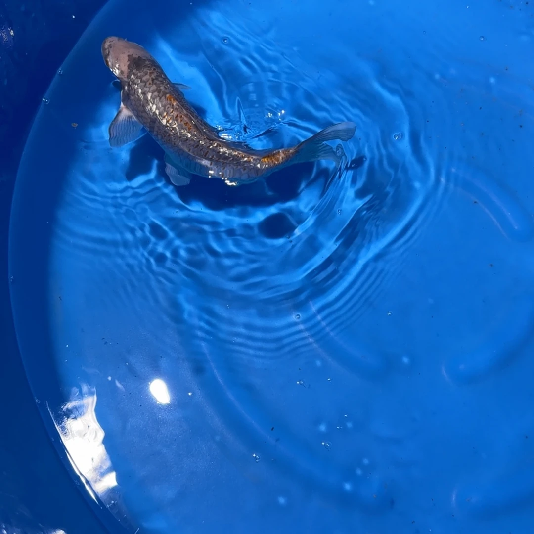 海水鱼大日银鳞黄猿变种