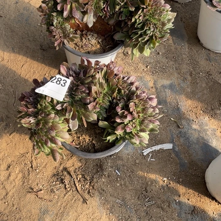 艺**园多肉柠檬玫瑰缀化266.283