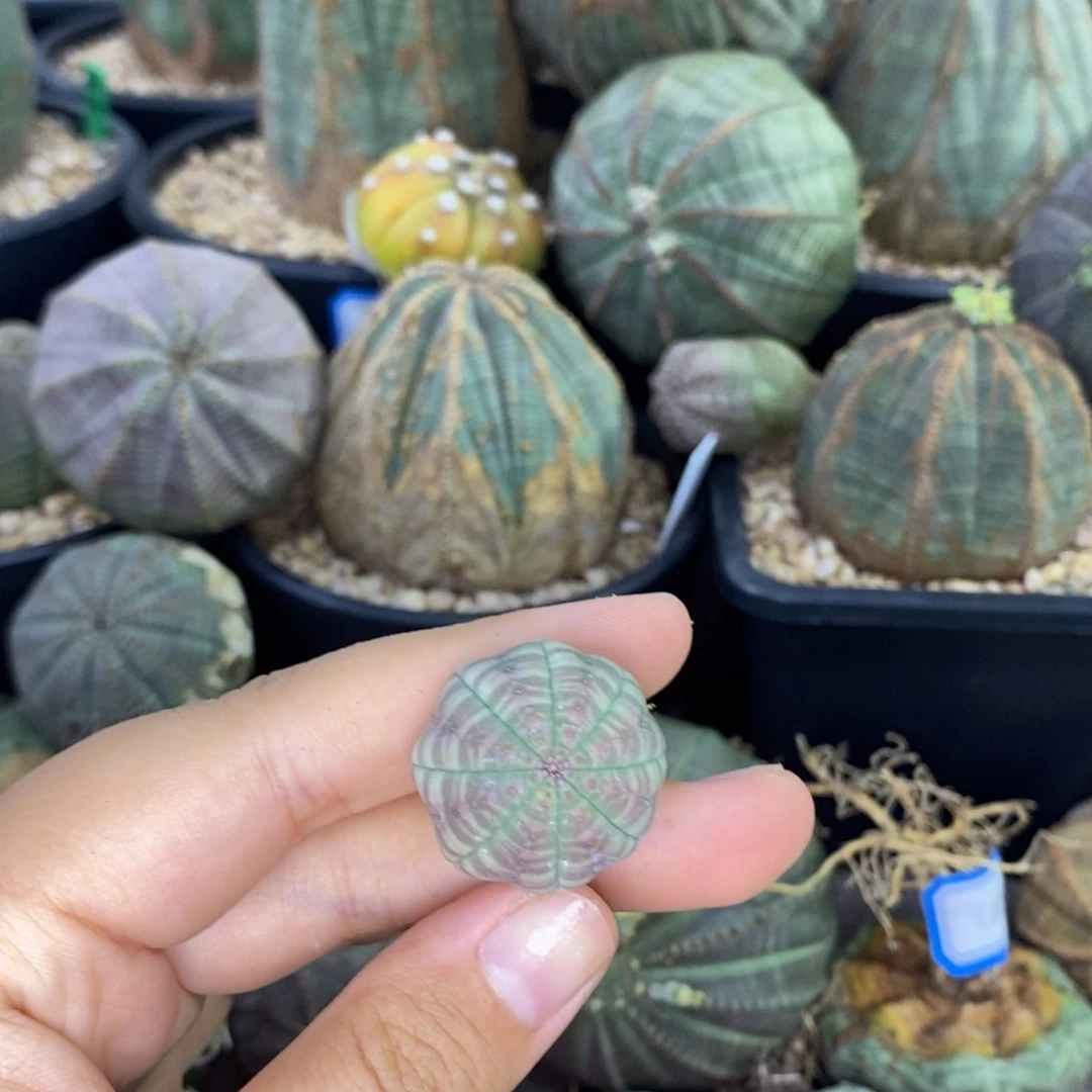 欧系实生布纹球 一物一拍