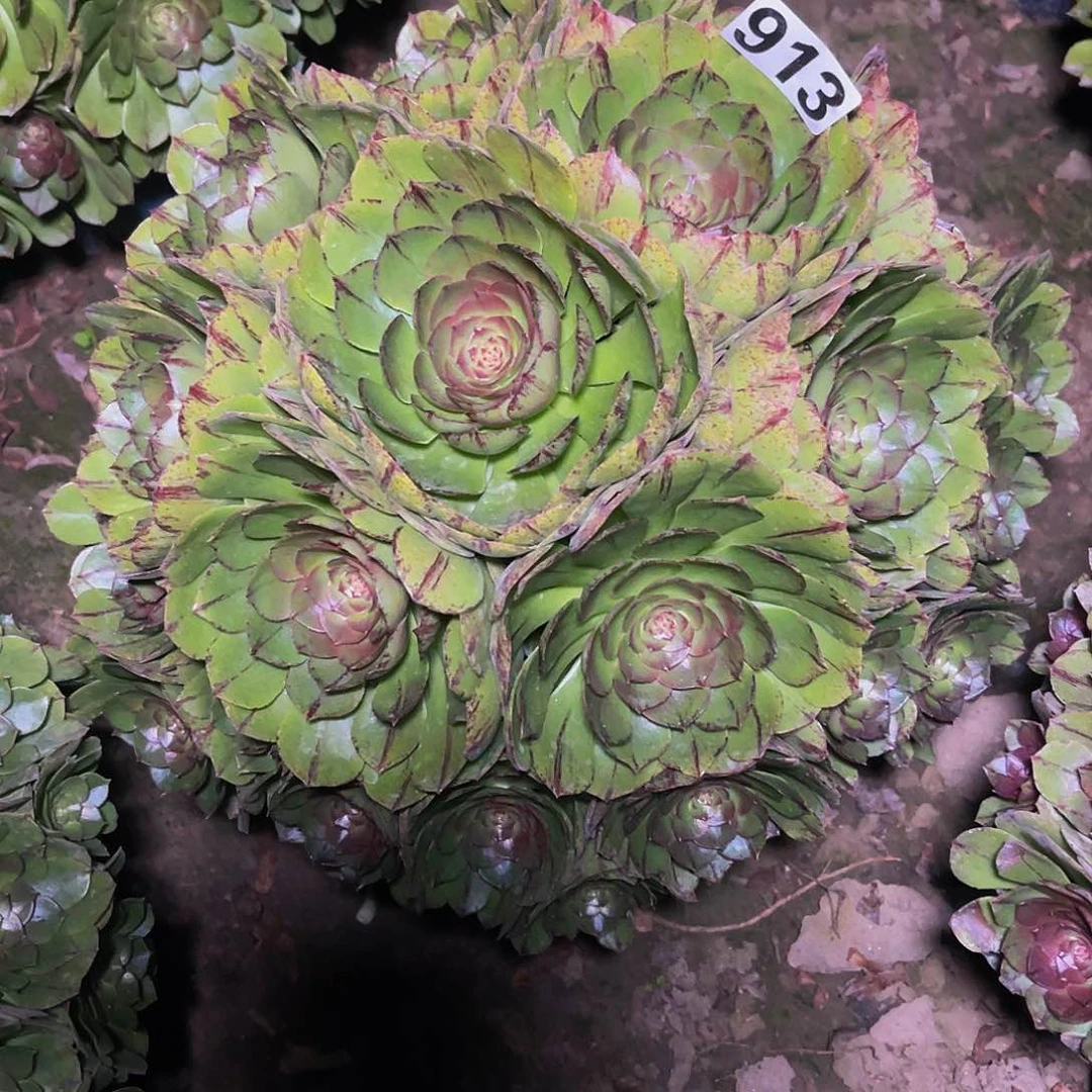 法师法师14-9包邮法师