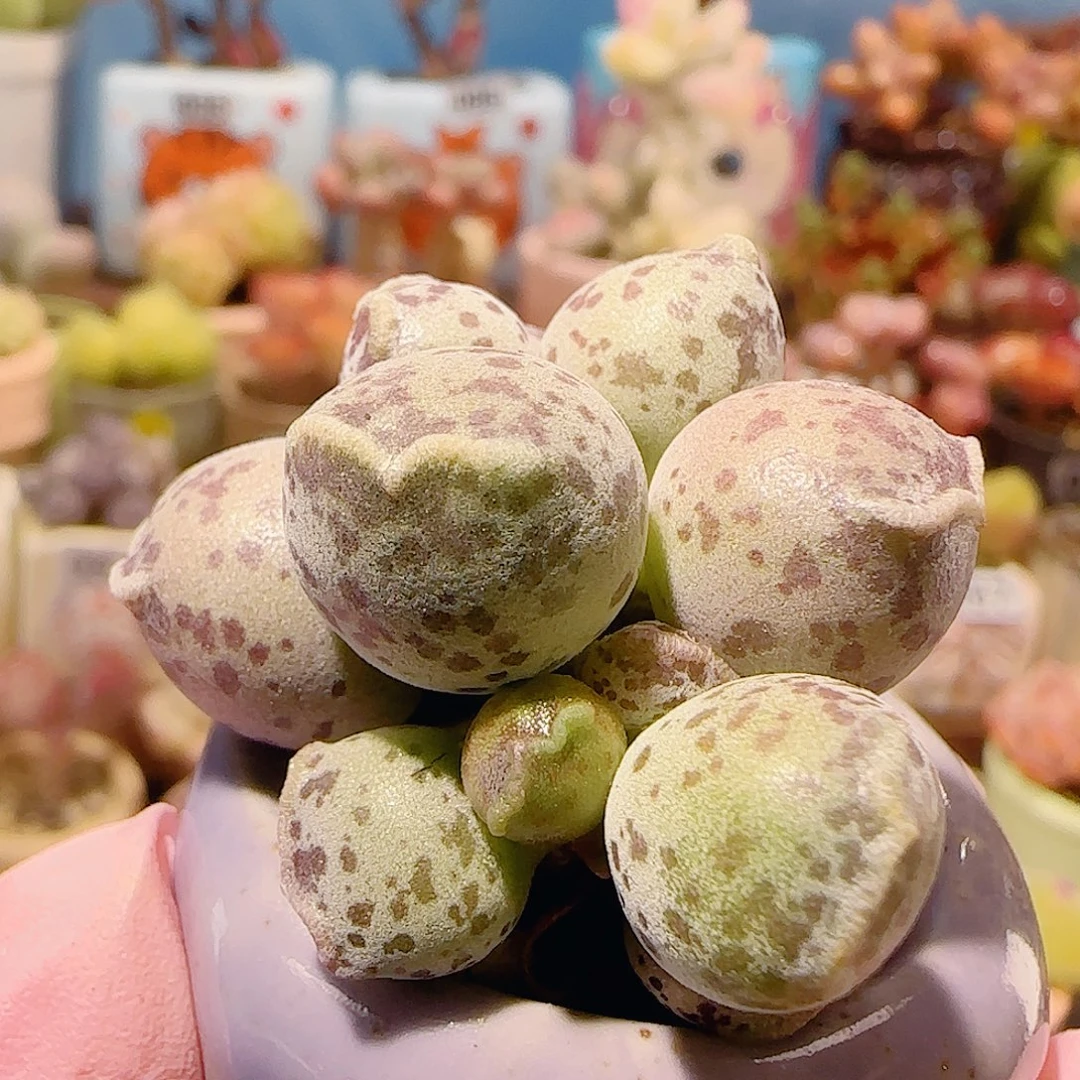 T肥肥猫耳海豹盆口3.5cm