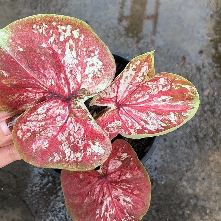 57-1218彩叶芋广东现货