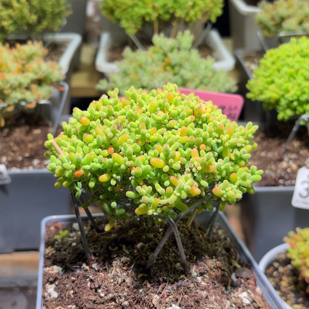 枝干番杏密橘糖球G869