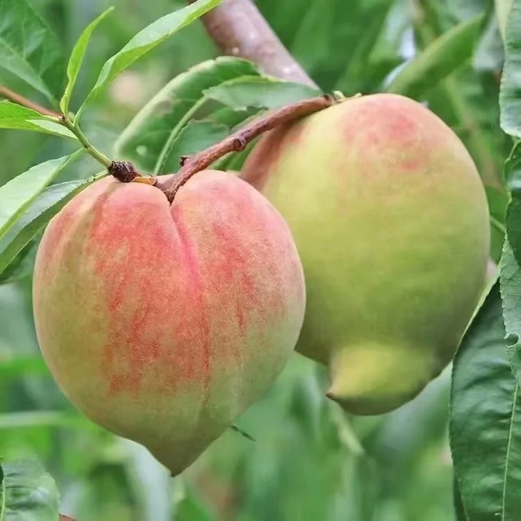 特大A级外脆里软鹰嘴桃5斤云南省