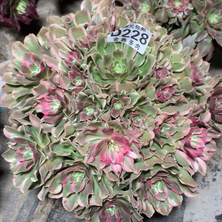 228多肉植物一物一拍