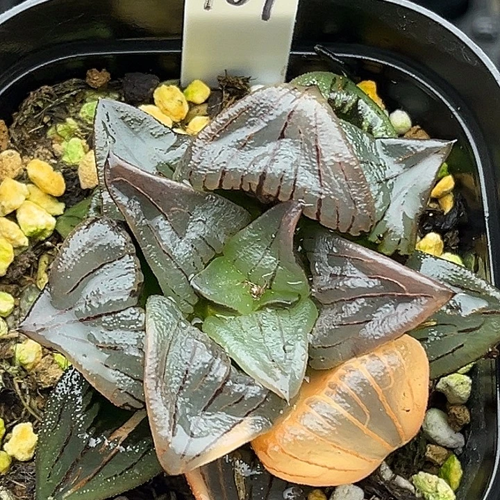 107巨大丸叶红纹寿锦头家多肉十二卷