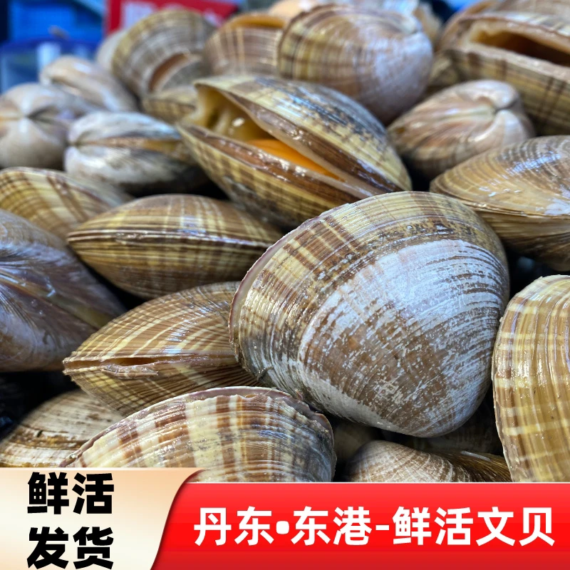 丹东黄海大文贝 现货发货 3斤/2斤包肥 顺丰发货 【保鲜不保活】