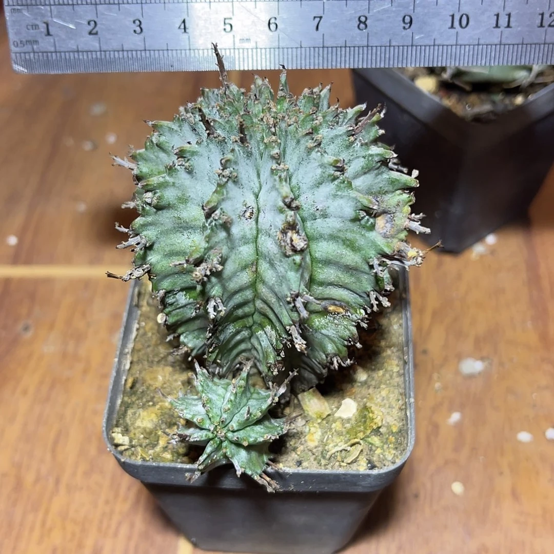 白衣魁伟玉仙人球有瑕疵