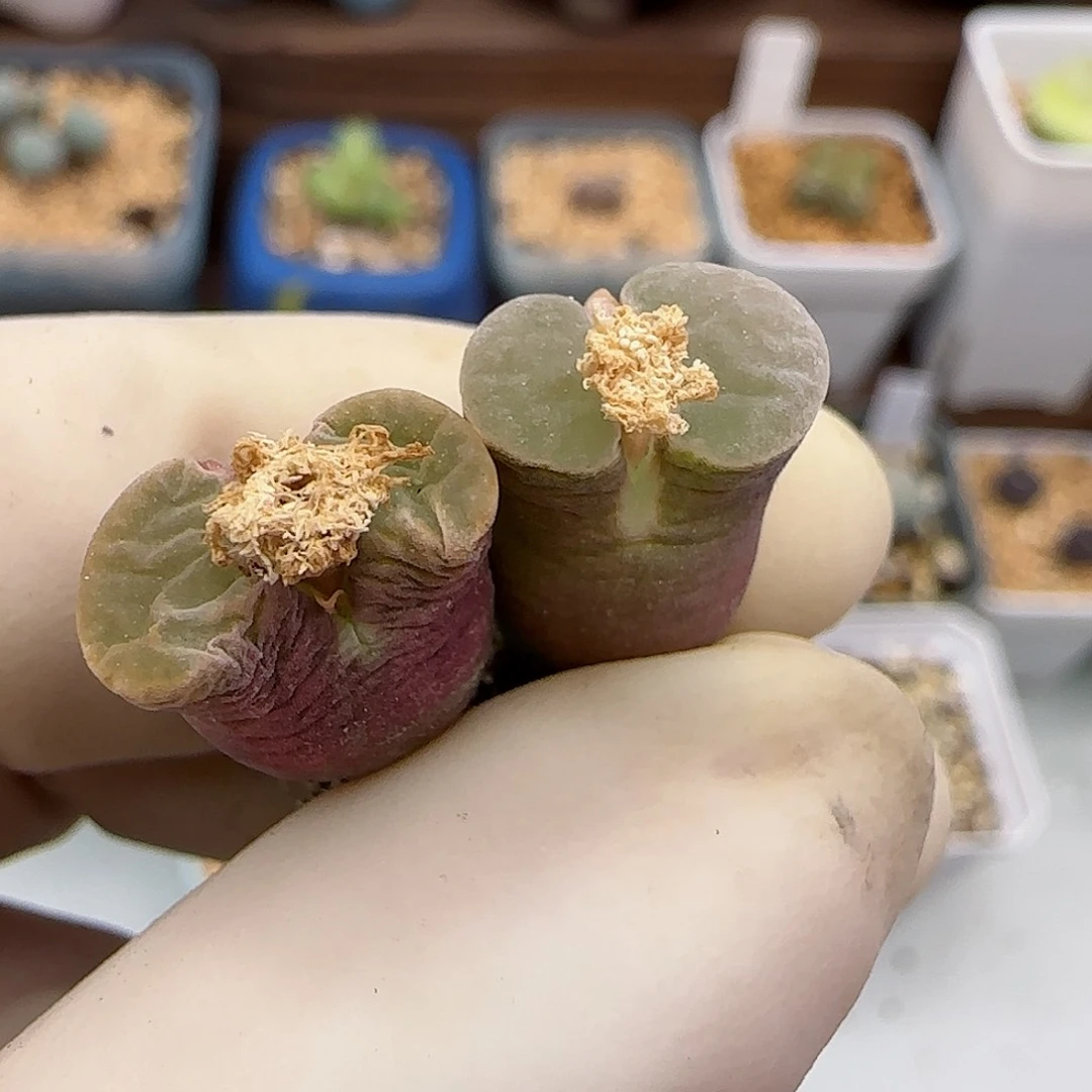 650磁铁优选福利