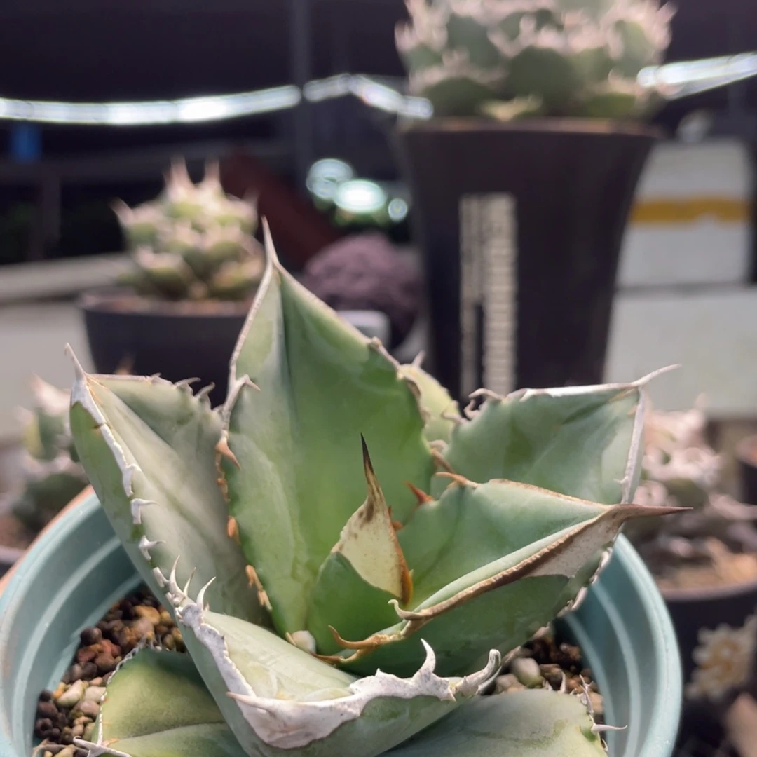 大白鲨88888888888888888