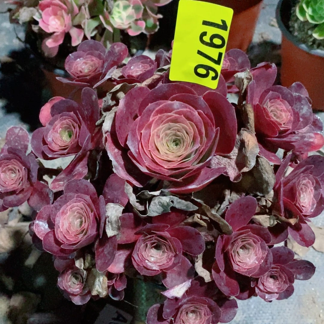 媚金1976多肉植物