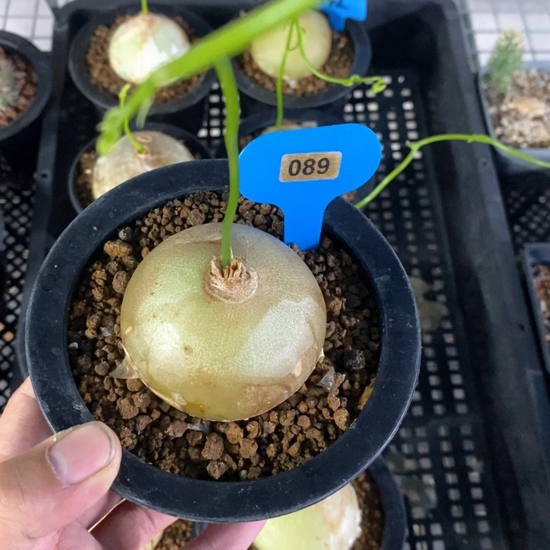 大仓角殿多肉植物