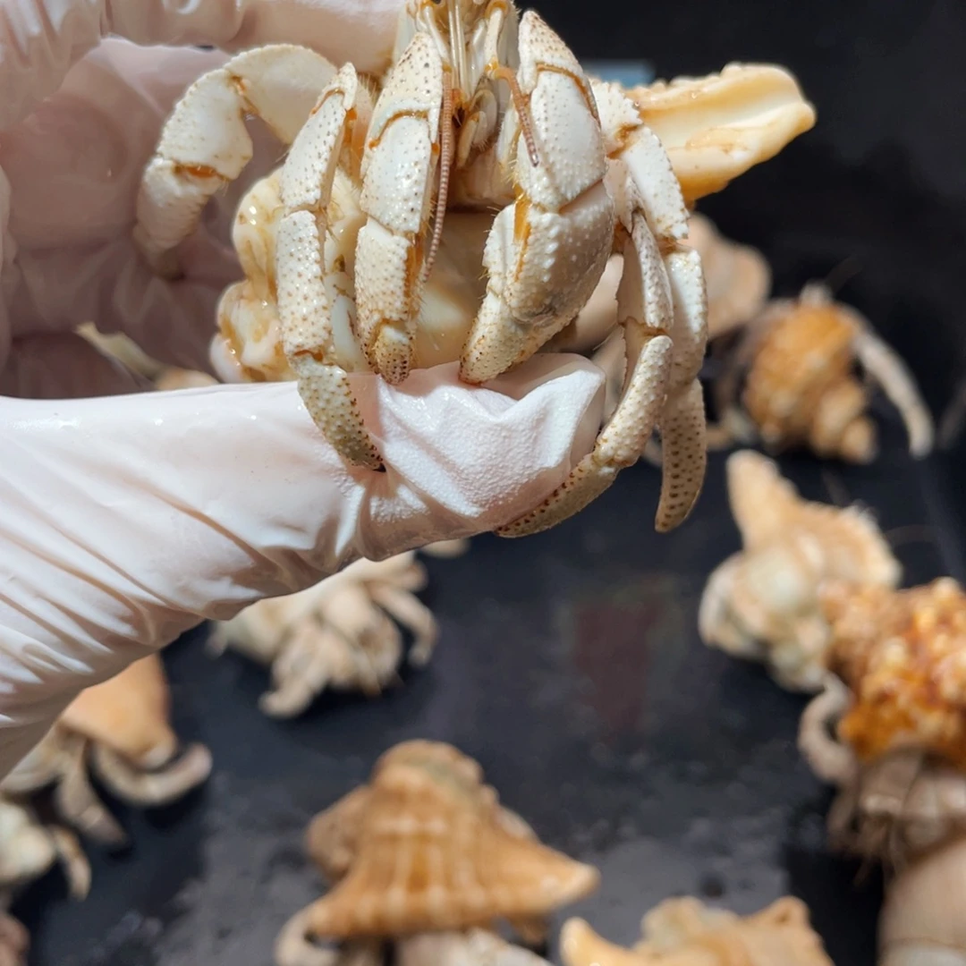 蜗居异宠寄居蟹9501红海