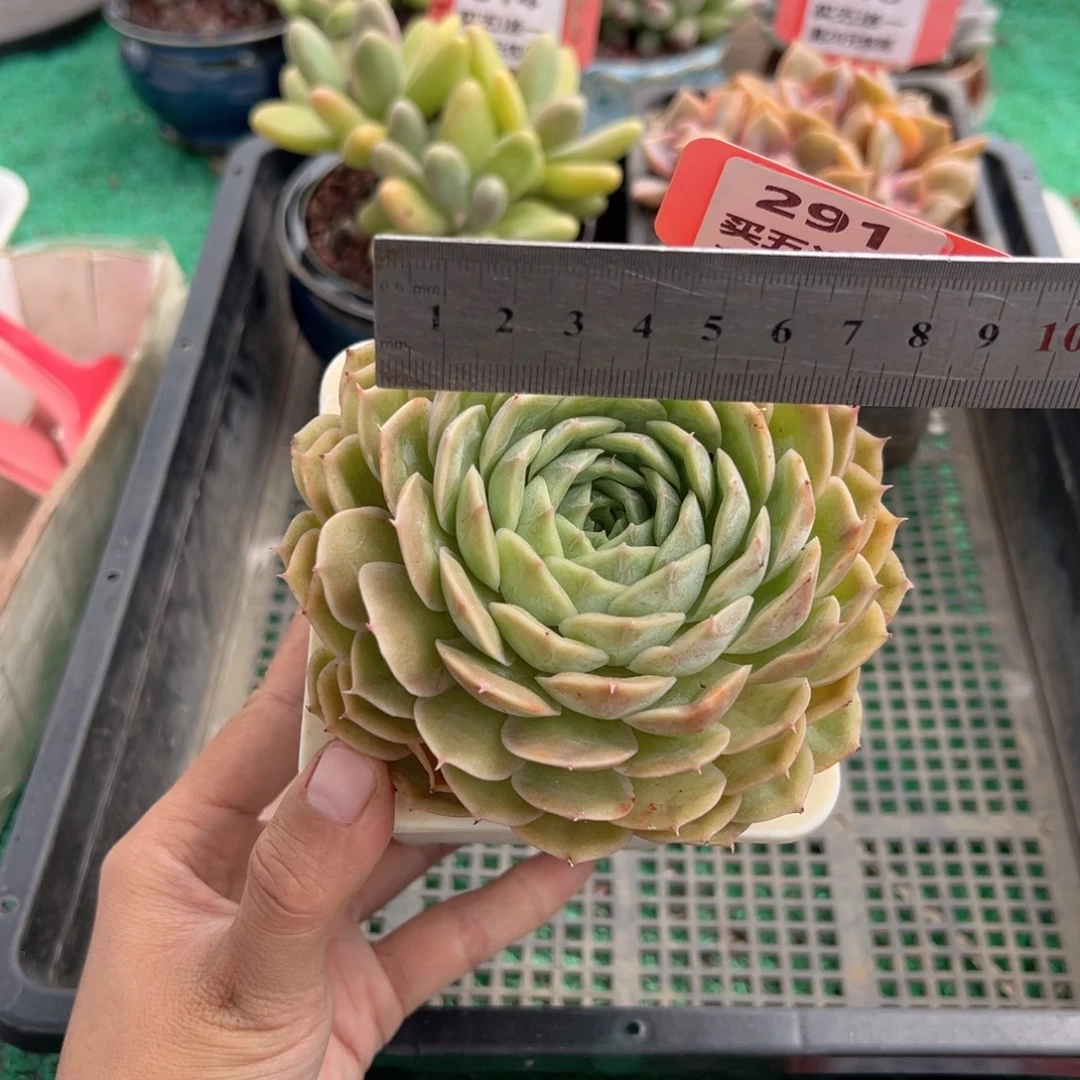 表妹精品多肉植物291.