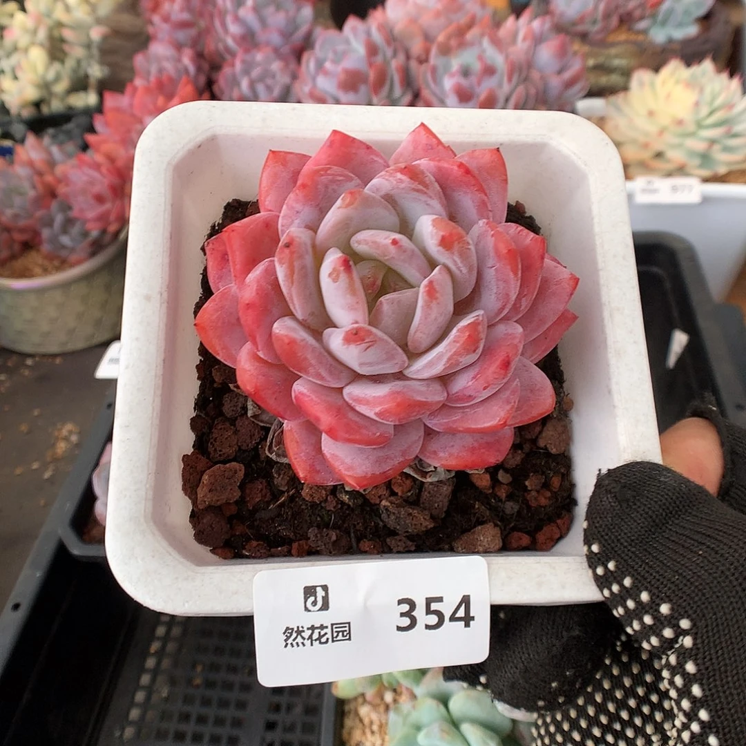 354雪天使多肉植物666