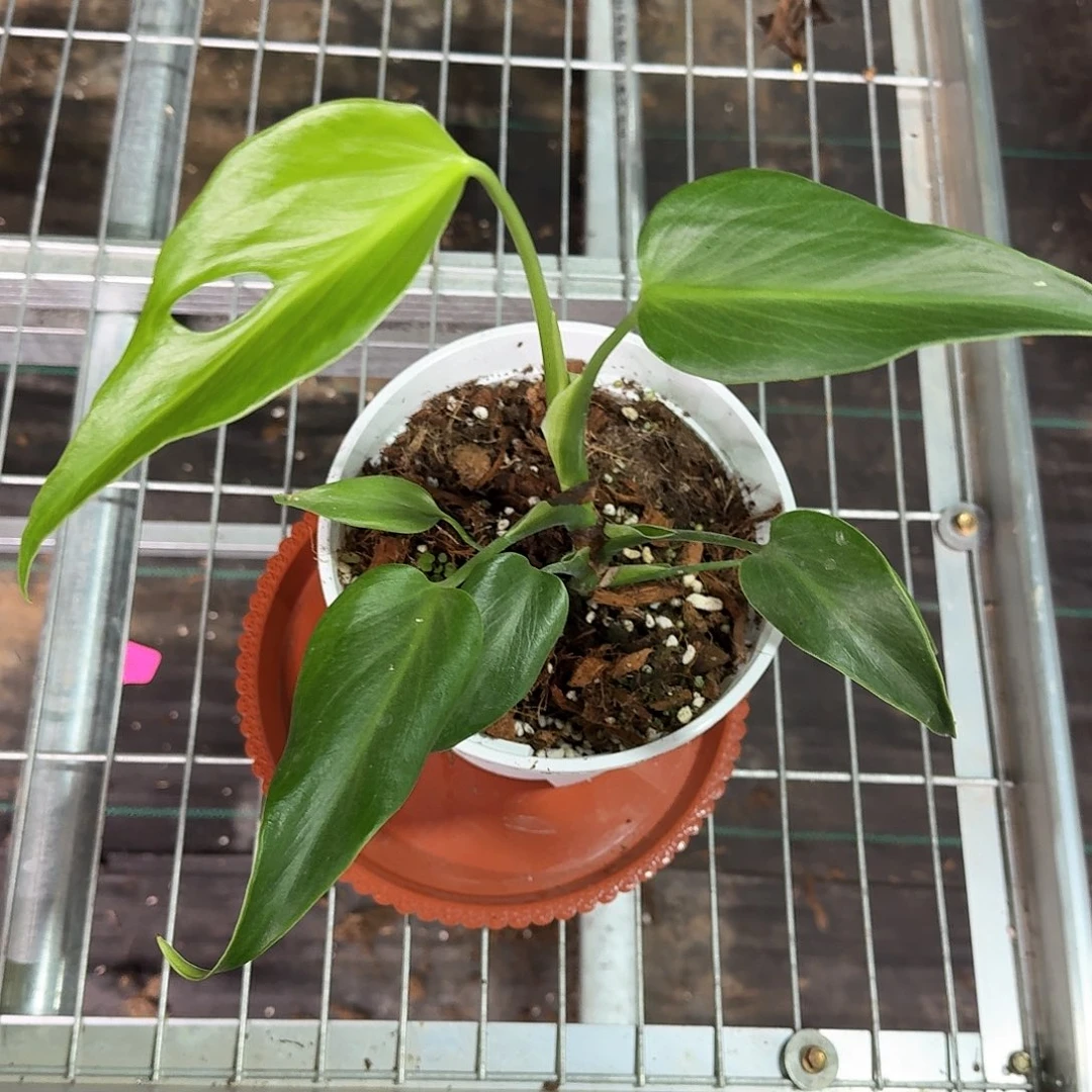 无花朵思****羽巴西龟b69