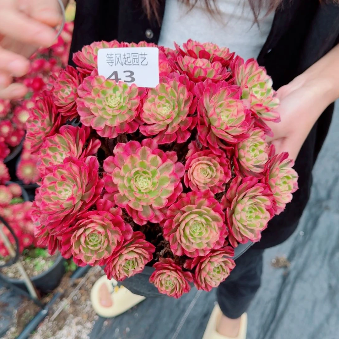 等风起精品多肉法师43