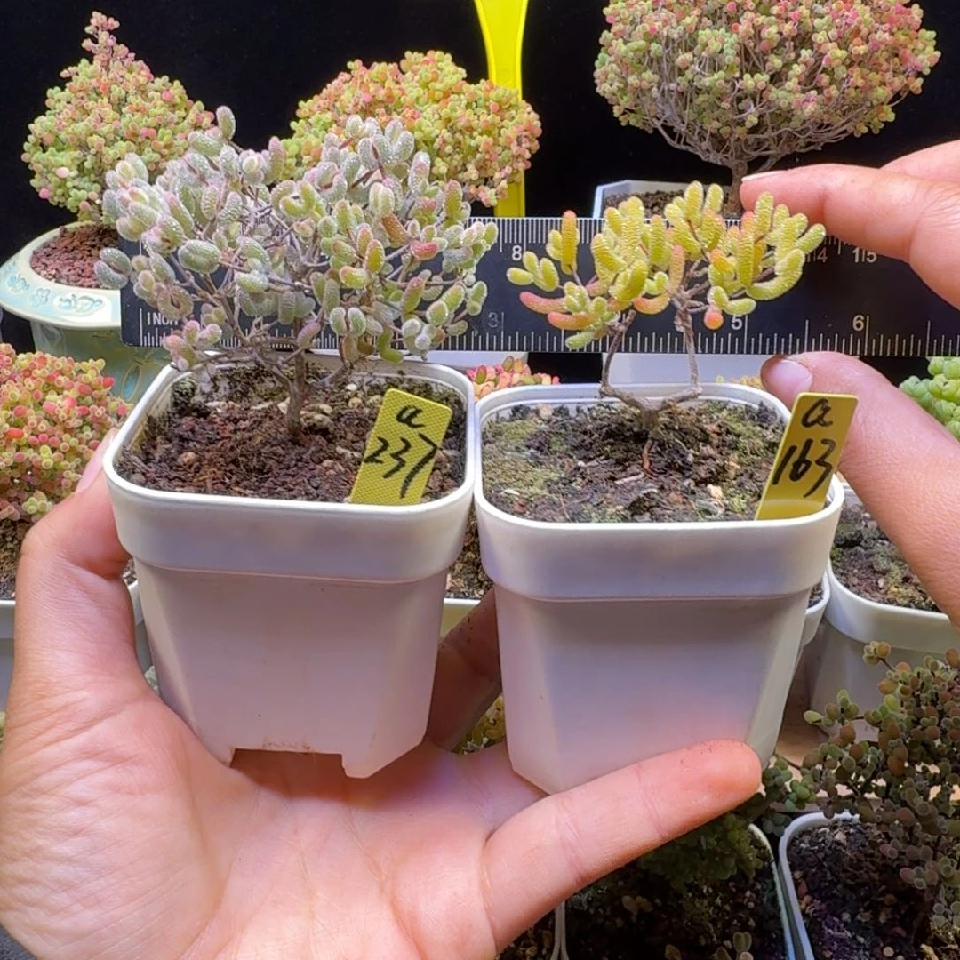 冻***梨a237a163号一棵冰糖锦一棵冰糖