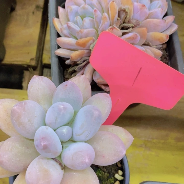 开心多肉，一物一拍