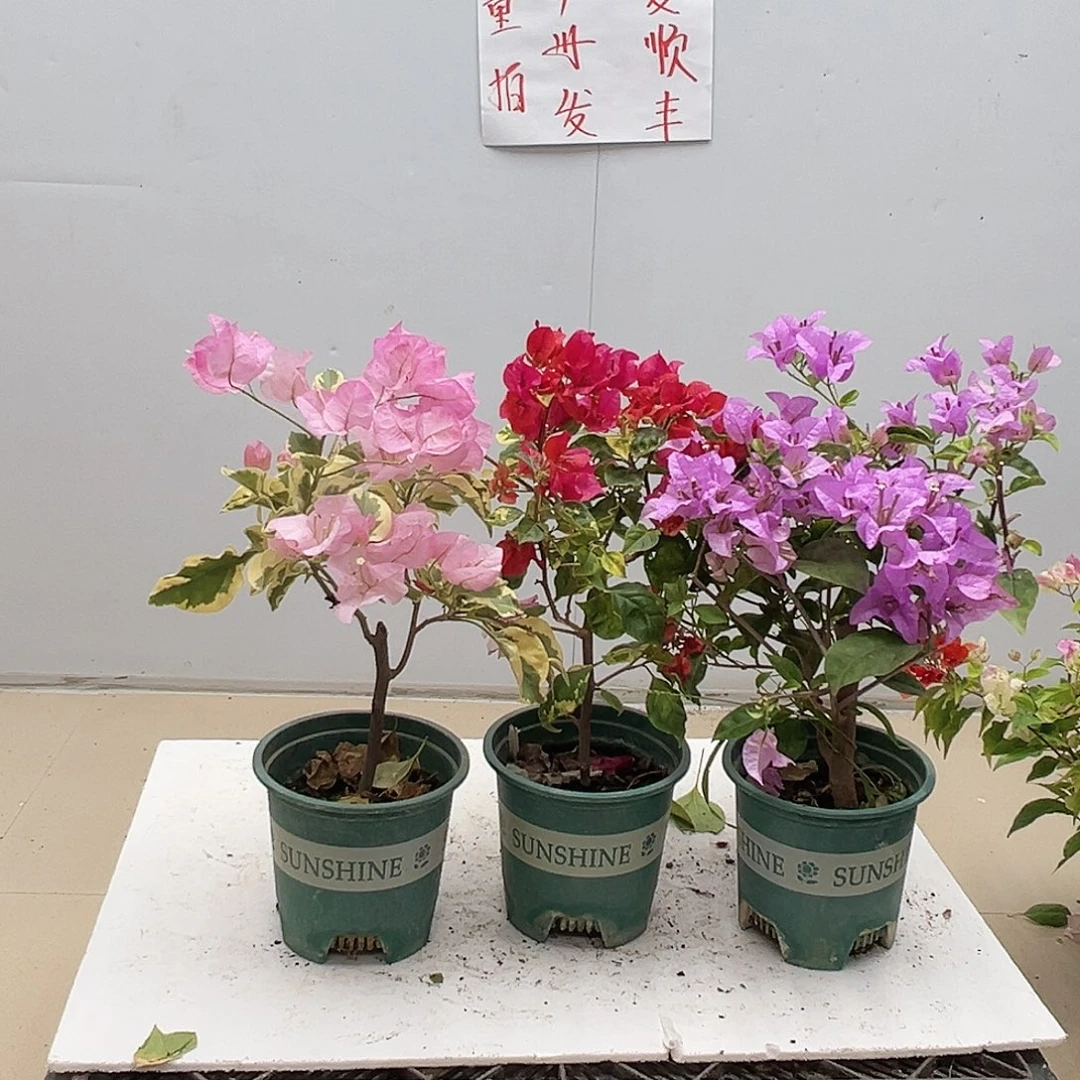 大部分花苞少量开放中国丽人，香港丽人，巴西紫组合