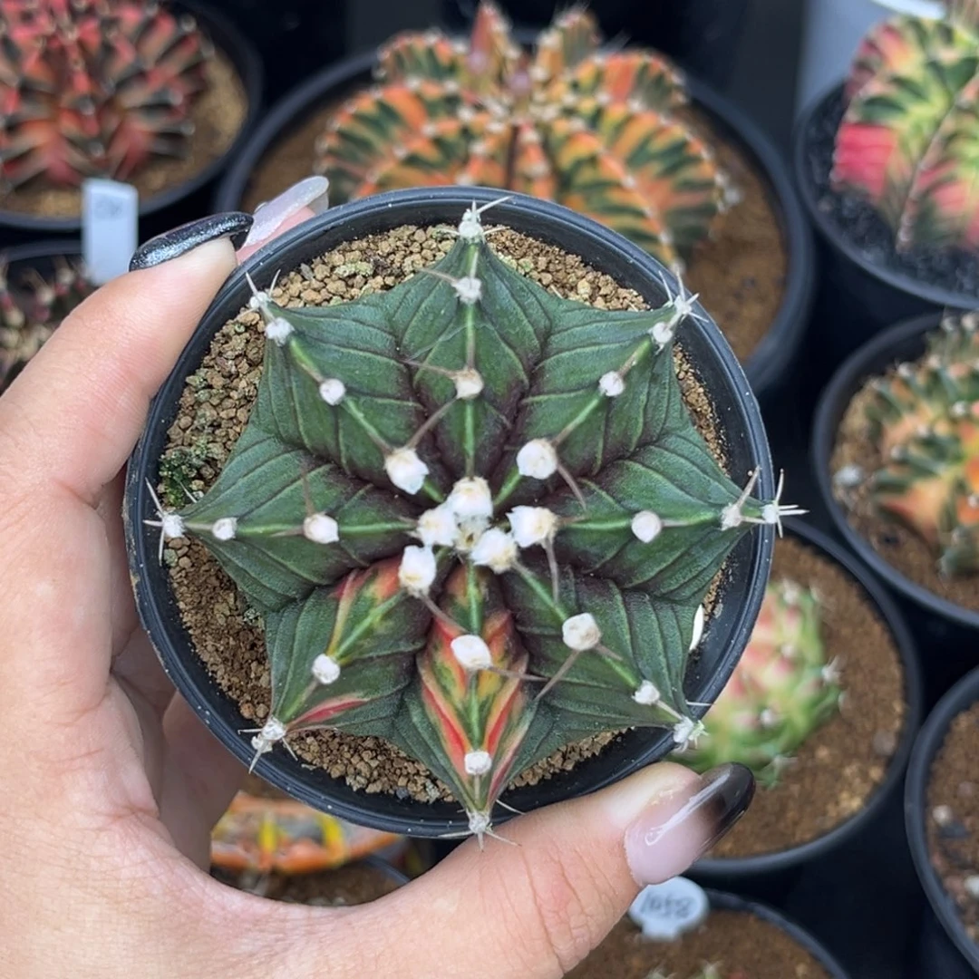 249 肋骨锦 特价捡漏