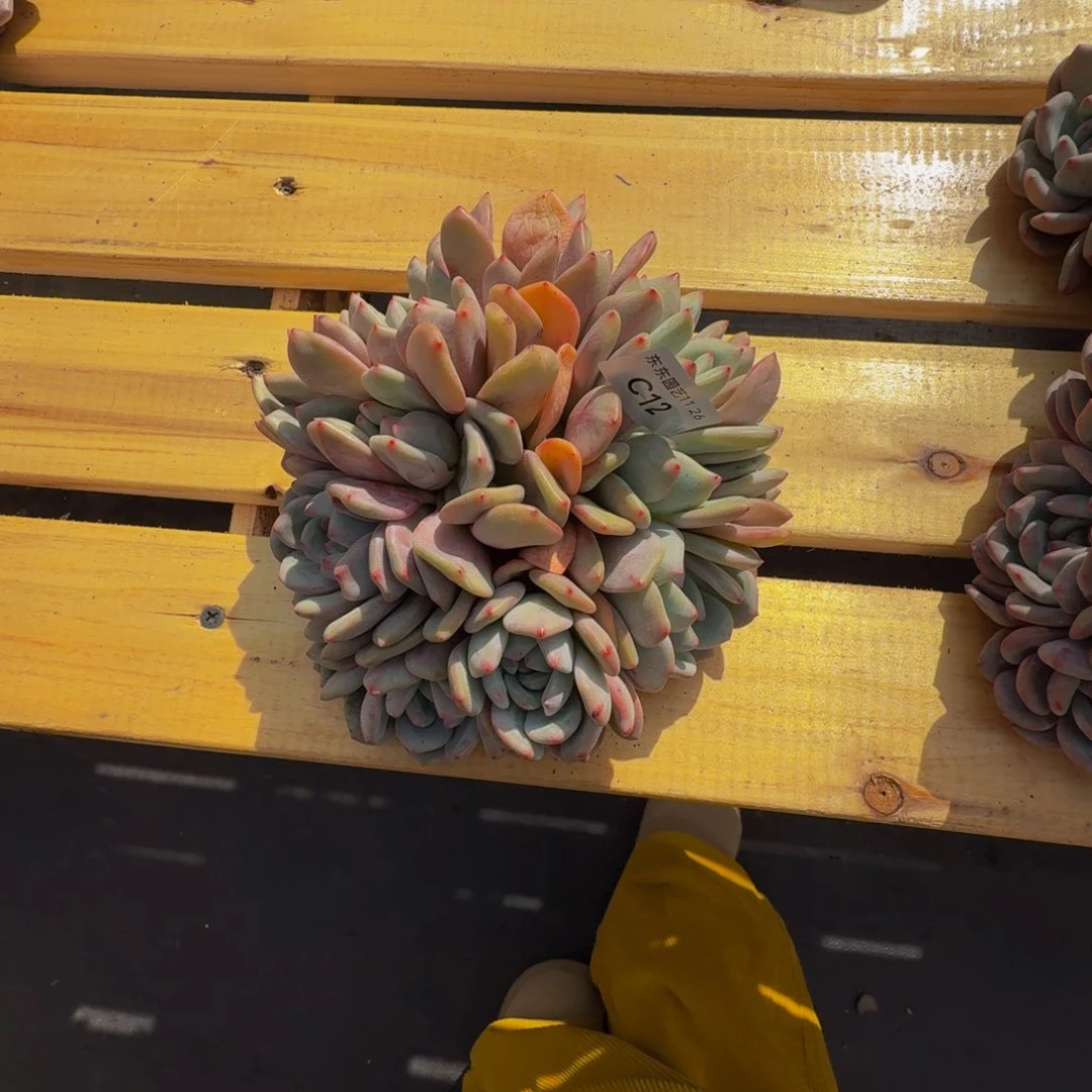 桃*c c c c c c c c c 12