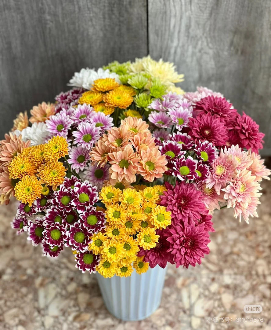 混色小雏菊（10枝）随机色