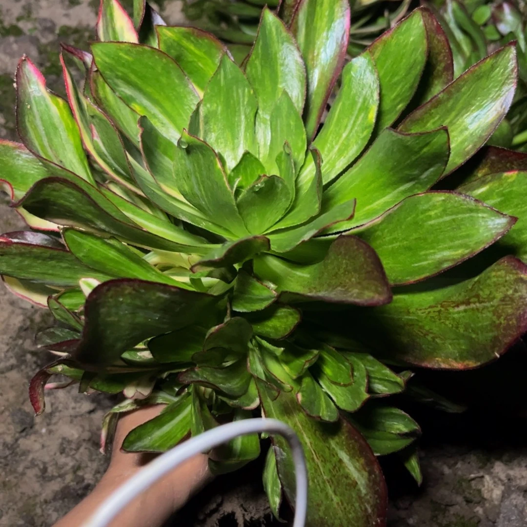魅影七彩多肉植物捧花的